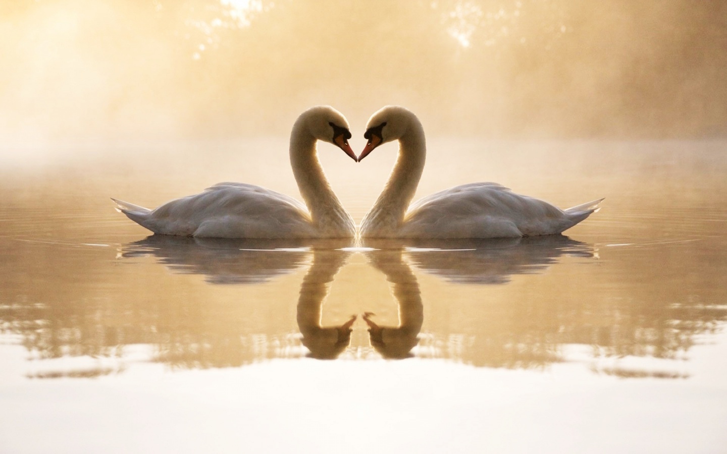 4178216-loving-swans